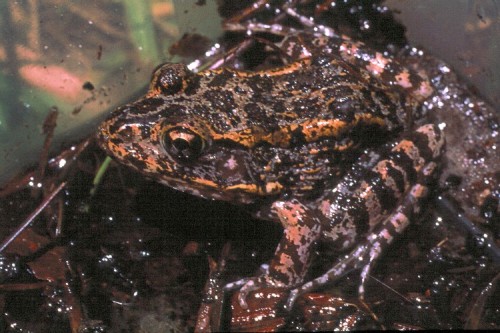 listen to Gopher Frog